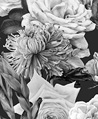 璀璨花色 壁畫-黑白