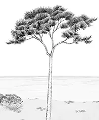 地中海松樹 壁紙(墨)