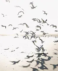 烏爾加特沙灘 壁畫(米灰)