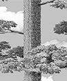 穿雲巨木 壁畫