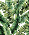 熱帶蕉葉林 壁紙-濃彩