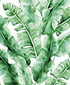 熱帶蕉葉林 壁紙-亮彩