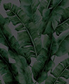 熱帶蕉葉林-夜色