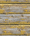 高解析斑駁木牆壁紙 黃