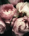 新古典玫瑰 壁紙-粉彩
