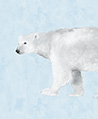 北極熊 壁紙(藍色)