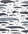 鯨魚與海棲哺乳類 壁紙